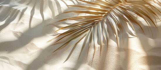 Poster - Shadow of a palm leaf cast on sand creating an aesthetic backdrop with copy space image