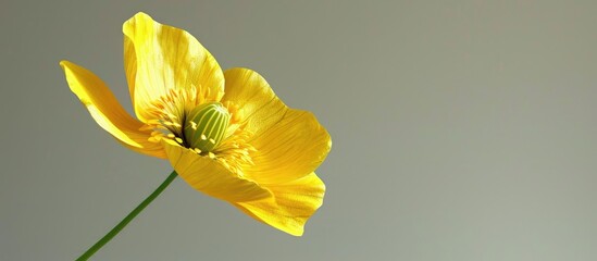 Poster - Close up of a caustic Buttercup Ranunculus acris with yellow spring blooms against a plain background for copy space image