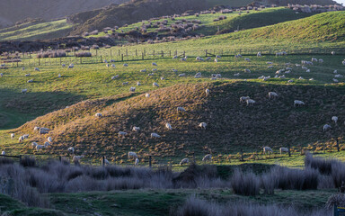 Wall Mural - Flock of sheep on a grass field.