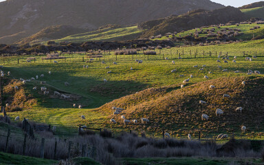 Wall Mural - Flock of sheep on a grass field.