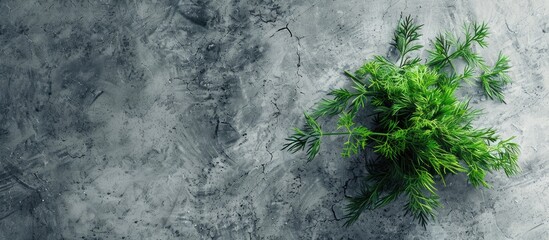 Aufkleber - Top view of a cluster of fresh dill on a textured grey surface with a blank copy space image for text