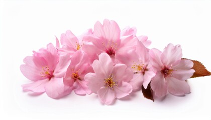 Poster - beautiful sakura flowers isolated on white