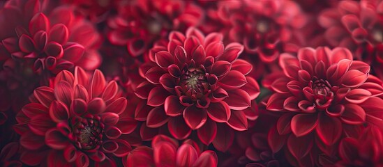 Fototapete - Macro shot of crimson dahlias with copy space image available