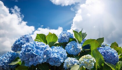 Poster - blue hydrangea under blue and cloudy sky