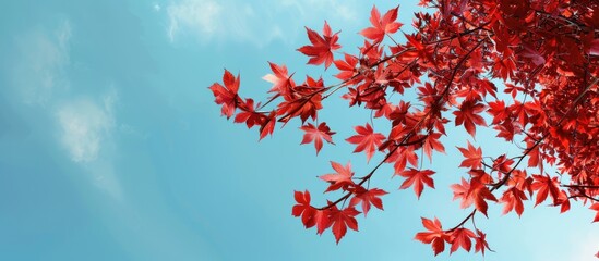 Aufkleber - A serene blue sky forms the backdrop for a vivid red maple branch in the copy space image