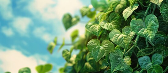 Aufkleber - Green heart shaped leaves against a sky backdrop provide a scenic nature view in a garden offering a beautiful copy space image amongst lush greenery