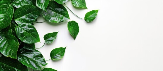 Aufkleber - White background picture featuring genuine leaves with ample copy space image