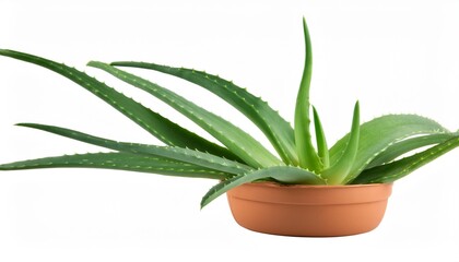 Wall Mural - aloe vera plant isolated