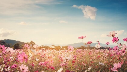 Canvas Print - vintage landscape nature background of beautiful cosmos flower field on sky with sunlight in spring vintage color tone filter effect