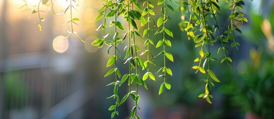 Poster - Macro shot of a leafy ornamental plant branch against a blurred background perfect for a copy space image