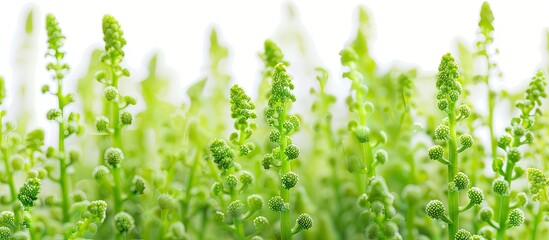 Aufkleber - Close up view of vibrant green quinoa sprigs with seeds on a white backdrop showcasing a garden plant in a copy space image