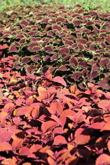 Wall Mural - Red coleus plants growing in the garden.