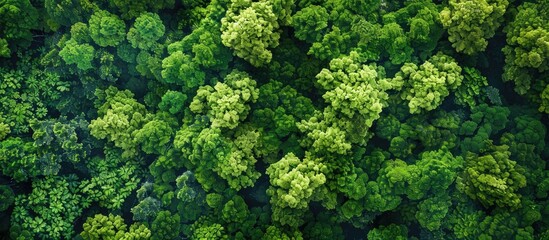 Aufkleber - Aerial view of trees with vibrant green leaves against a lush green backdrop with room for text or graphics in the image. Creative banner. Copyspace image