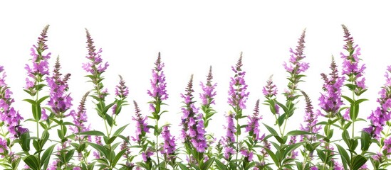 Sticker - Purple loosestrife flowers belonging to the Lythrum salicaria species in the Lythraceae family are positioned horizontally in the image with copy space