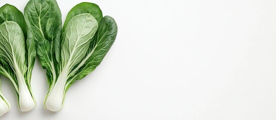 Fototapete - Pok Choi on a white backdrop. with copy space image. Place for adding text or design