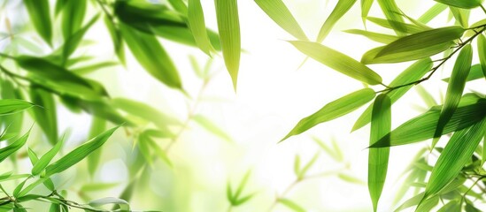 Poster - Green bamboo leaves set against a white background. with copy space image. Place for adding text or design