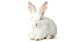 © pkproject - Fluffy White Rabbit with Perked Up Ears Sitting on White Background