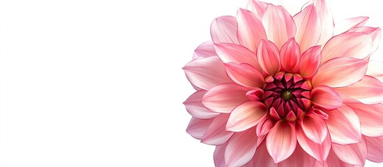 Aufkleber - Floral border featuring pink Dahlia against a white background. with copy space image. Place for adding text or design