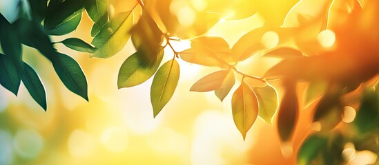 Poster - Background featuring abstract blurred foliage and vibrant summer sunlight for your text or advertisement. with copy space image. Place for adding text or design