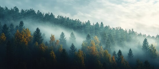 Fototapete - Morning mist blankets the slopes of a mixed forest on a late autumn day Concepts of forestry ecology climate change and sustainability. with copy space image. Place for adding text or design