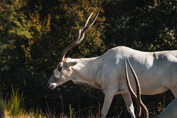 Discover the animals of the Peaugres safari in France