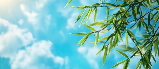 Sticker - Bamboo leaves set against a sky background. with copy space image. Place for adding text or design