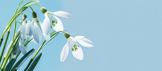Aufkleber - white blooming snowdrop on blue backdrop. with copy space image. Place for adding text or design