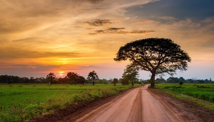 Wall Mural - land scape of dustry road in rural scene and big rain tree plant against beautiful sunset sky use for natural background