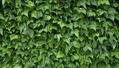 texture of green plant wall