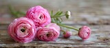 single pink ranunculus on wood surface. with copy space image. Place for adding text or design