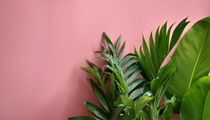 Wall Mural - a bunch of green leaves against a pink wall with a plant in the foreground