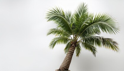 Wall Mural - palm tree close up isolated