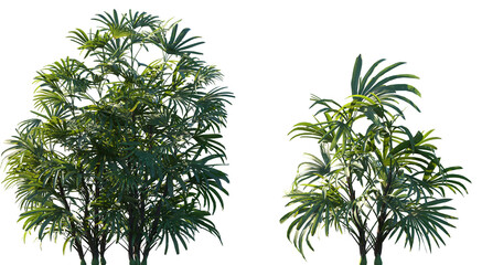 Wall Mural - set of rhapis excelsa (commonly known as lady palm or bamboo palm) frontal medium and small isolated
