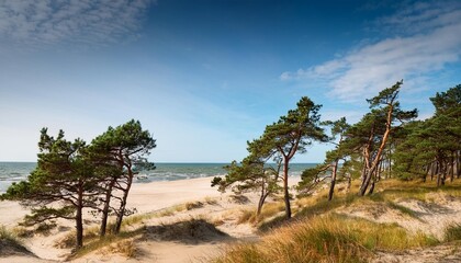 Wall Mural - pine trees by the baltic sea