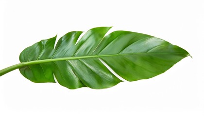 jungle leave plant isolated include clipping path on white background