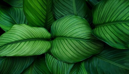 abstract green leaf texture nature background tropical leaf