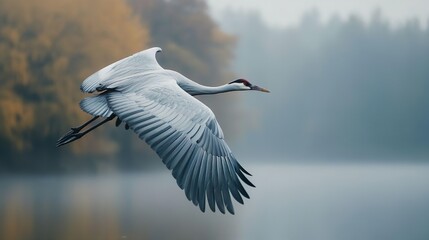 Crane soaring over a serene lake perfect for illustrating the peaceful elegance of migratory bird flights