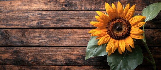 Fototapete - Yellow sunflower against a brown wooden backdrop Autumn image showcasing the harvest. with copy space image. Place for adding text or design