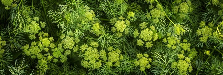 Wall Mural - Dill sprig texture background, fresh fennel twigs pattern, raw herb plant bunch banner, fragrant dill leaves