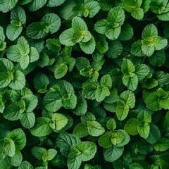 Wall Mural - Many fresh lemon balm leaves texture background, fragrant spices pattern, Melissa officinalis mockup