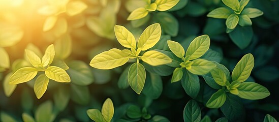 Aufkleber - Yellow plant from a top view with sunlight. with copy space image. Place for adding text or design