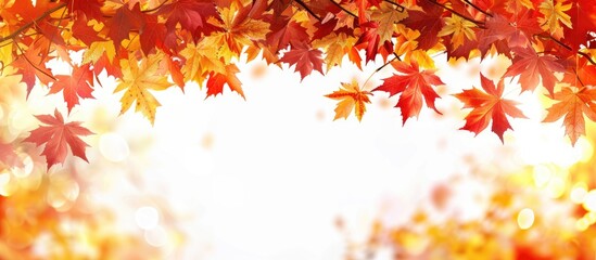 Wall Mural - maple leaves in autumn on a white background seasonal autumn frame copyspace for text