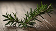 © Upendra - A highly realistic rosemary branch with vivid green leaves on a clear background. Needle-like leaves have natural variations and a woody, textured stem with visible ridges.