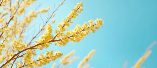Aufkleber - Blooming yellow willow branch against a clear blue sky close up Panoramic view copyspace background texture wallpaper Spring floral setting Easter theme