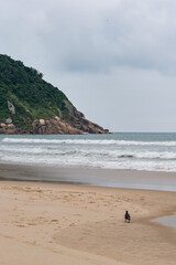 Wall Mural - The Tombo beach of Guaruja, SP, Brazil. Landscape of the beach with no people.