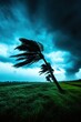 © PrusarooYakk - Dramatic image of palm trees bending in strong wind under dark stormy sky, depicting nature's raw power in an impending hurricane.
