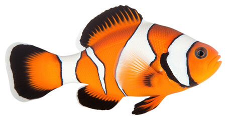 Sticker - PNG Animal fish pomacentridae pomacanthidae.