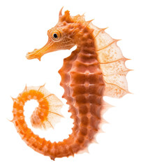 Poster - PNG Seahorse animal wildlife octopus.