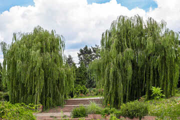 Two willows with hanging branches. Granite staircase between trees.