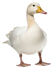 Poster - PNG Duck animal goose white.